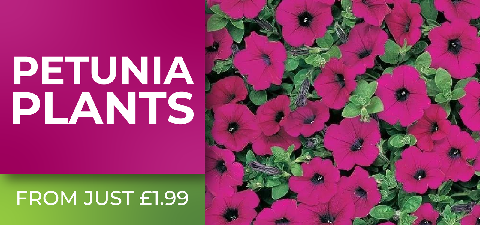 Petunia Plants - From 1.99