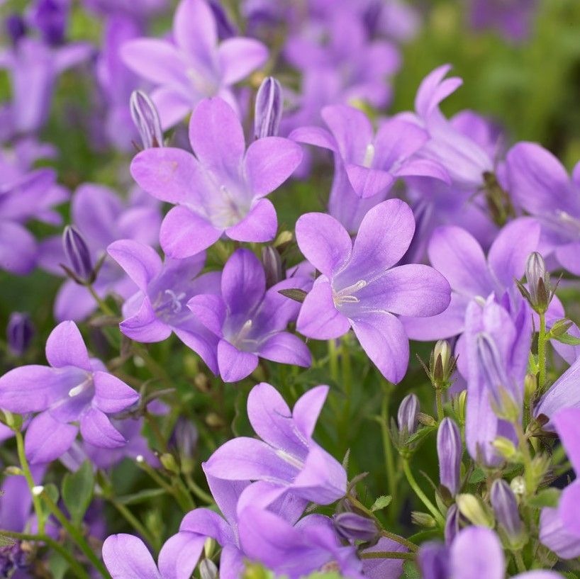Campanula ‘Catharina’