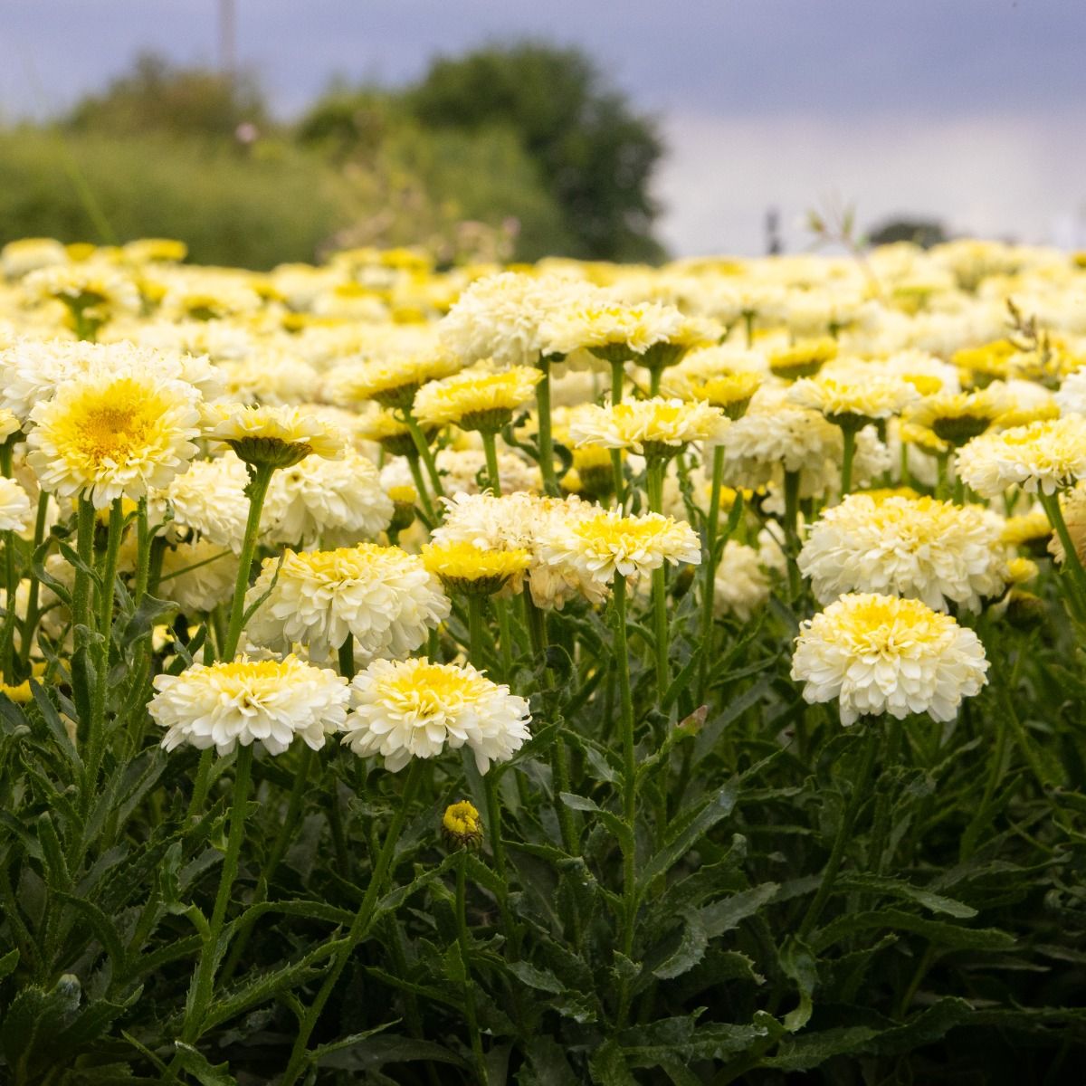Leucanthemum Real Deal Large Plant - In Bud & Bloom