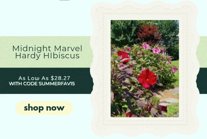 MIDNIGHT MARVEL HIBISCUS