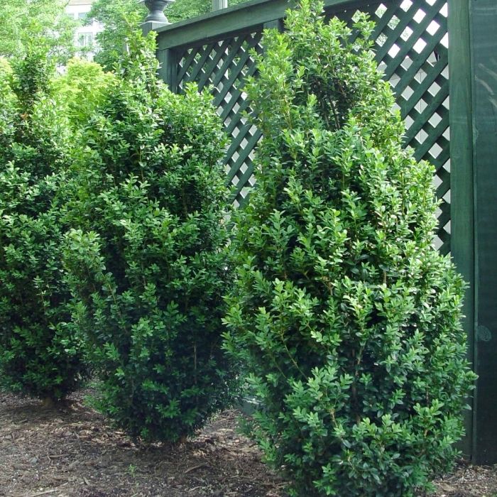 Dee Runk Boxwood