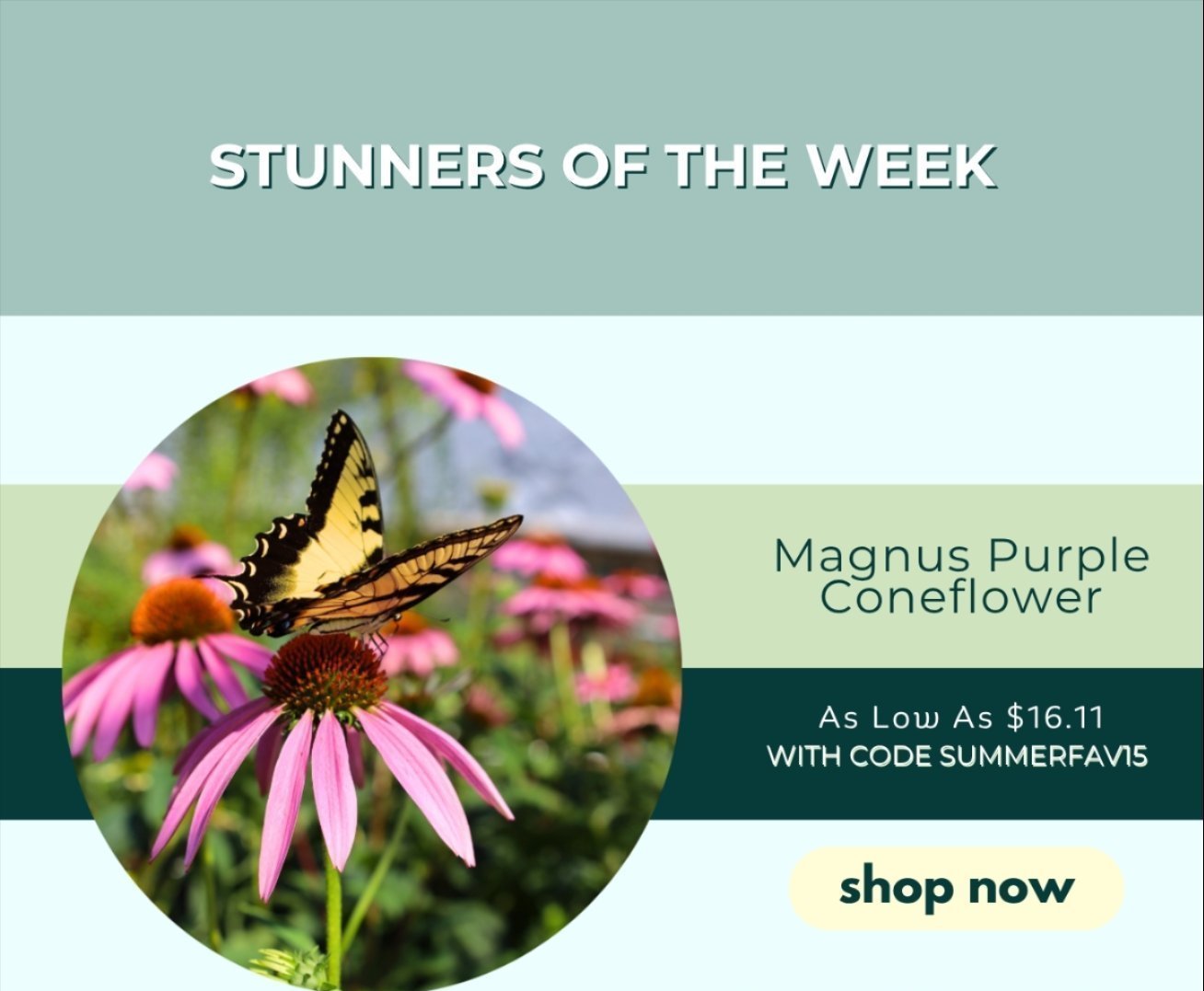 STUNNERS OF THE WEEK