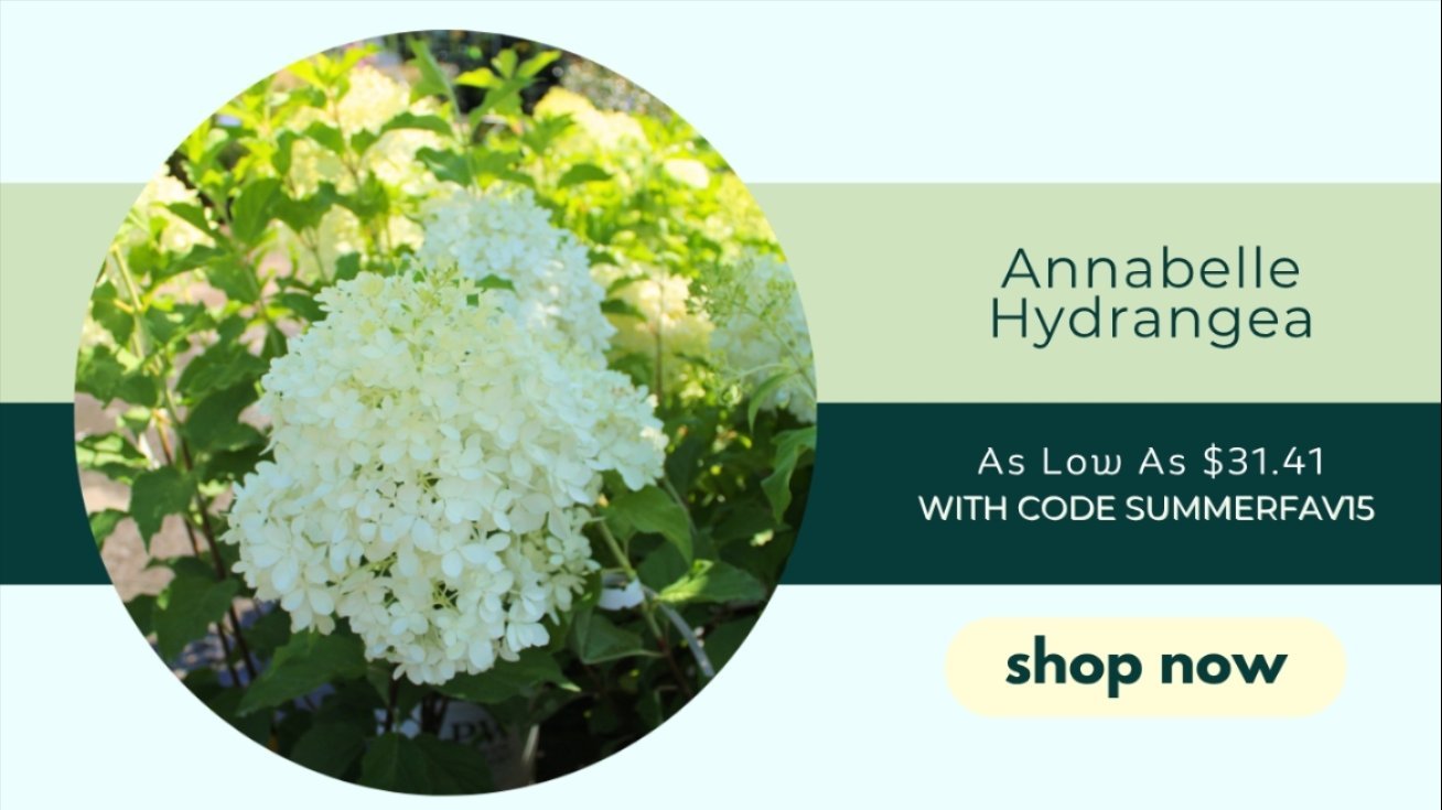 ANNABELLE HYDRANGEA