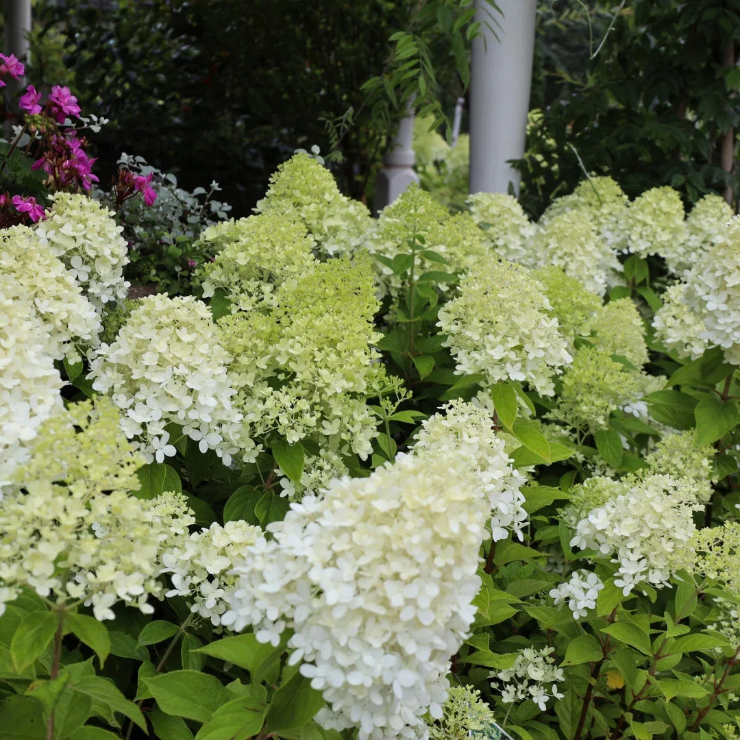 Limelight Hydrangea