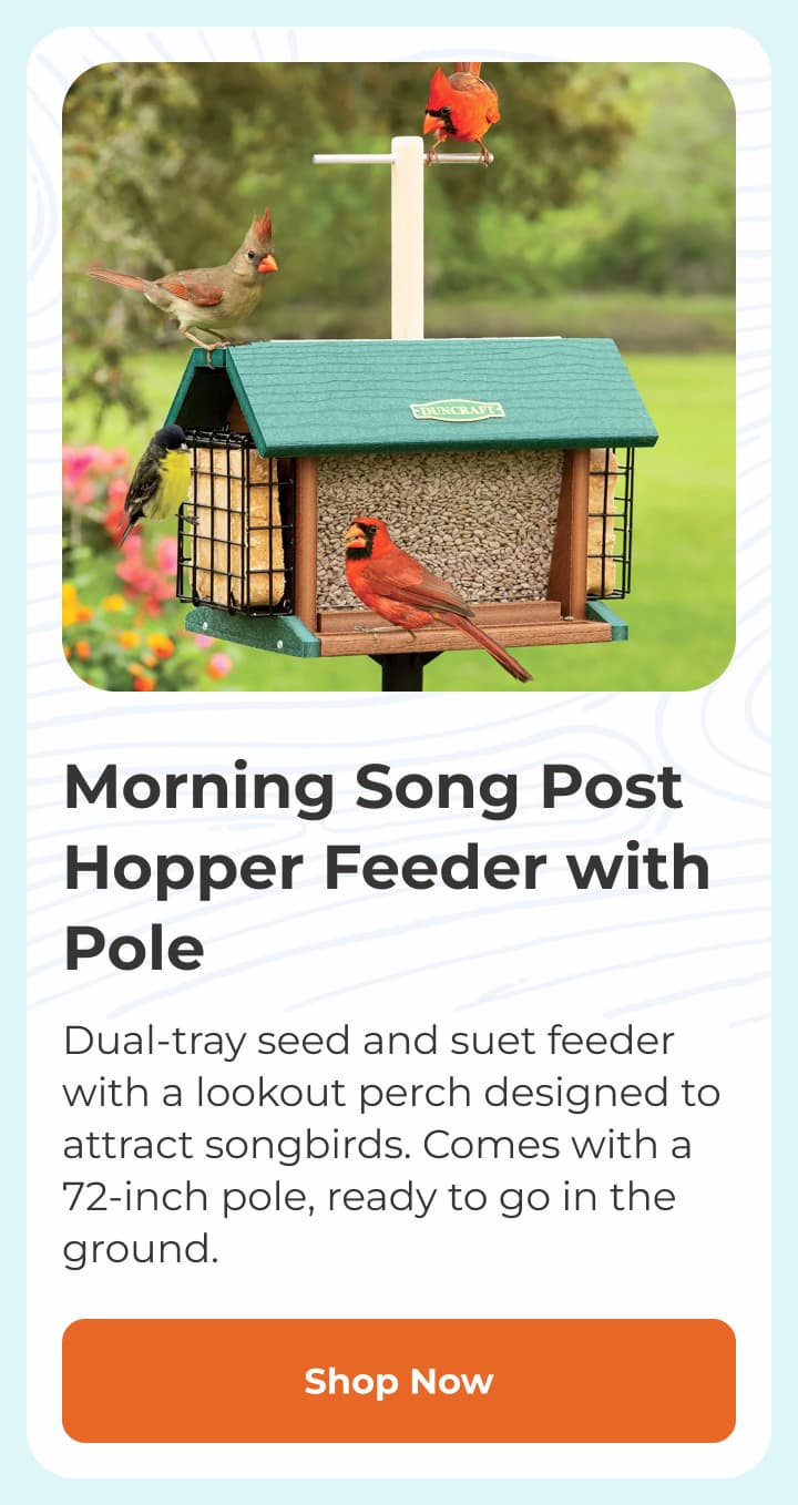 Morning Song Post Hopper Feeder with Pole