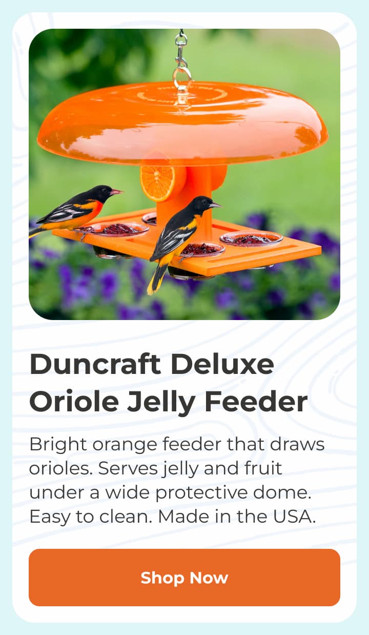 Duncraft Deluxe Oriole Jelly Feeder