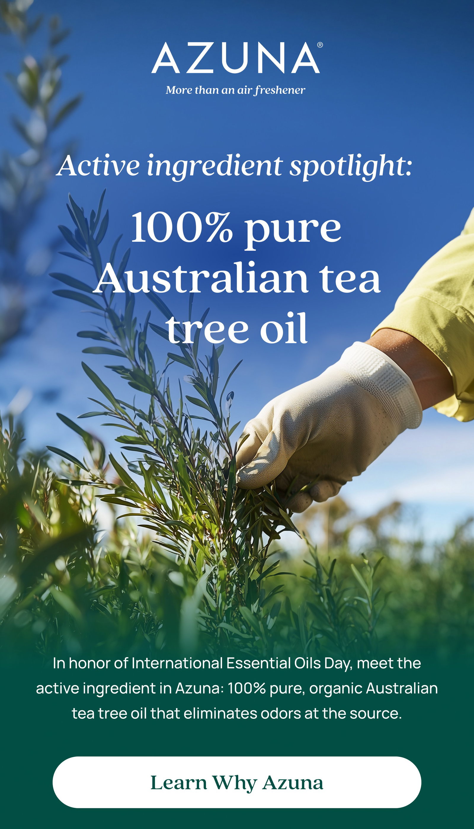 Active ingredient spotlight: 100% pure Australian tea tree oil In honor of International Essential Oils Day, meet the active ingredient in Azuna: 100% pure, organic Australian tea tree oil that eliminates odors at the source. Learn Why Azuna
