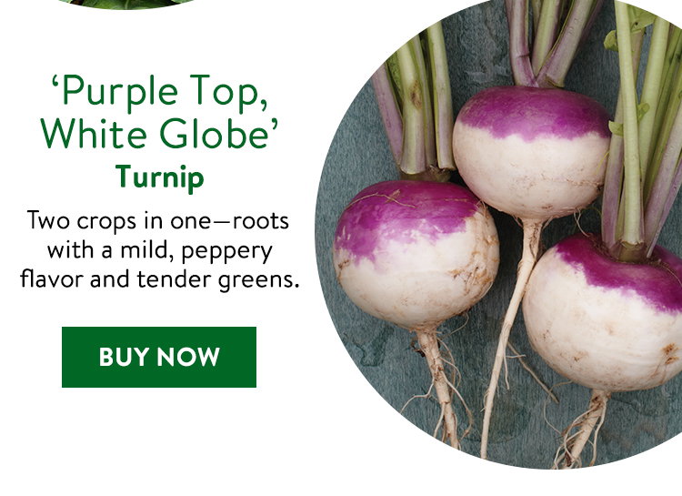 Purple Top White Globe Turnip Seeds
