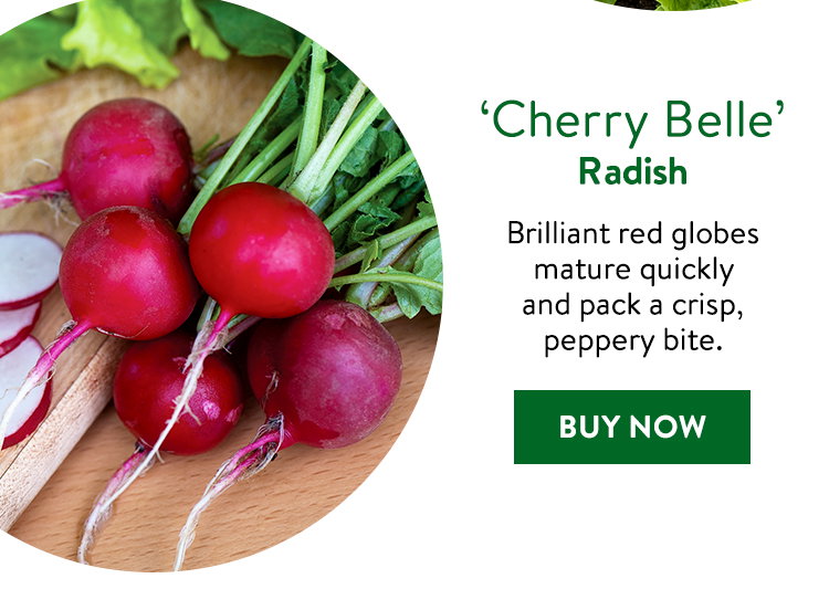 Cherry Belle Radish Seeds