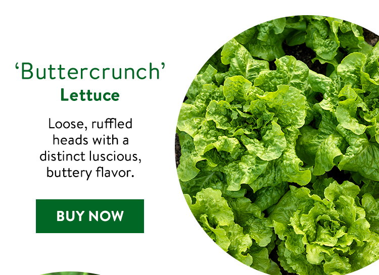 Buttercrunch Lettuce Seeds