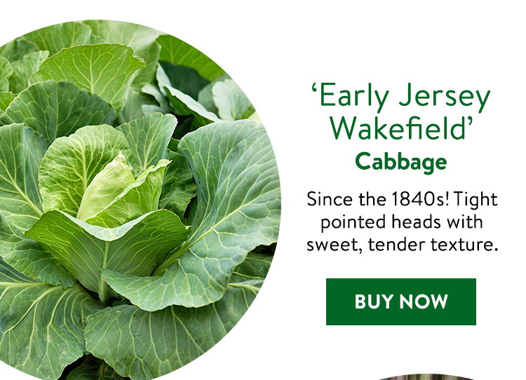 Early Jersey Wakefield Cabbage Seeds