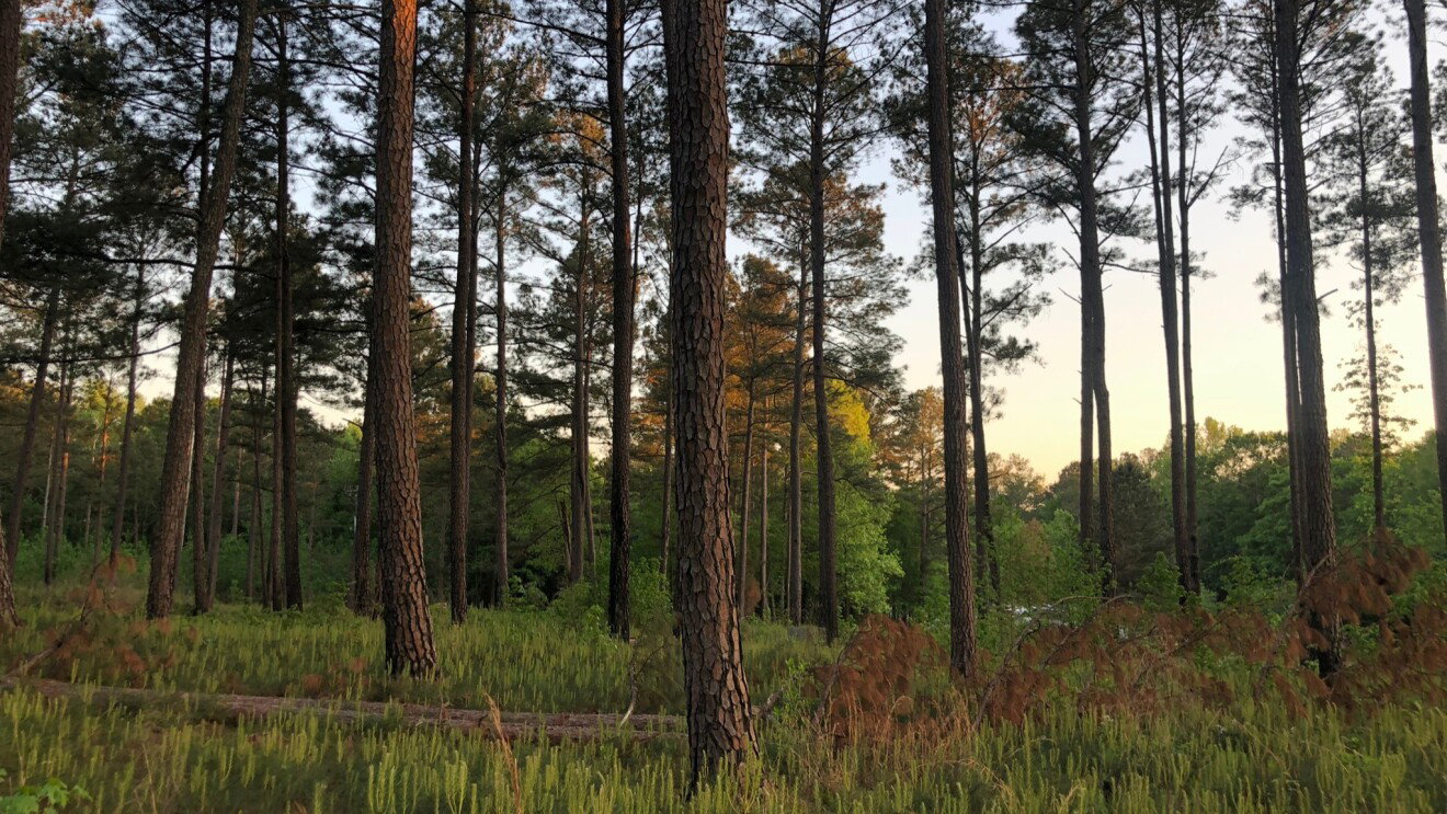 Pine trees with textured bark stand tall in a woodland scene