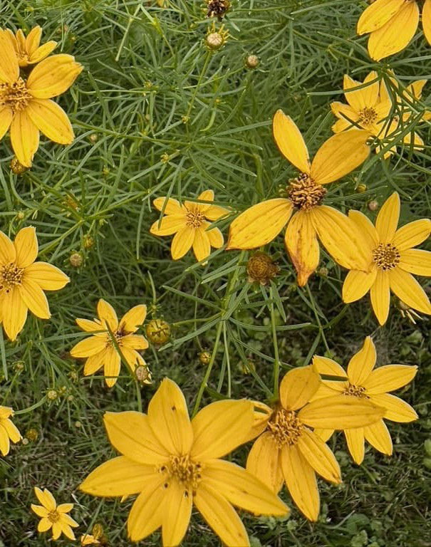 GridImage1_Flower