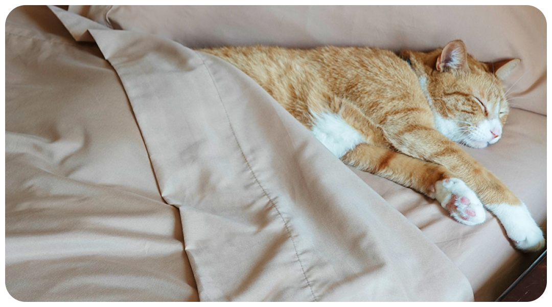 Snap a pic and tag us #PeachSkinPets