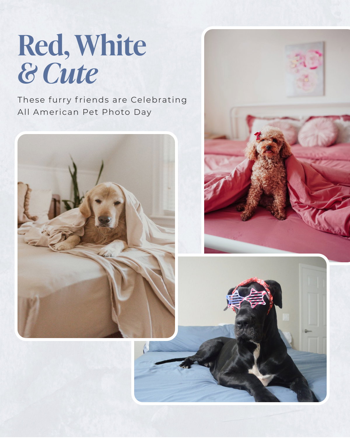 Red, White & Cute These furry friends are Celebrating All American Pet Photo Day