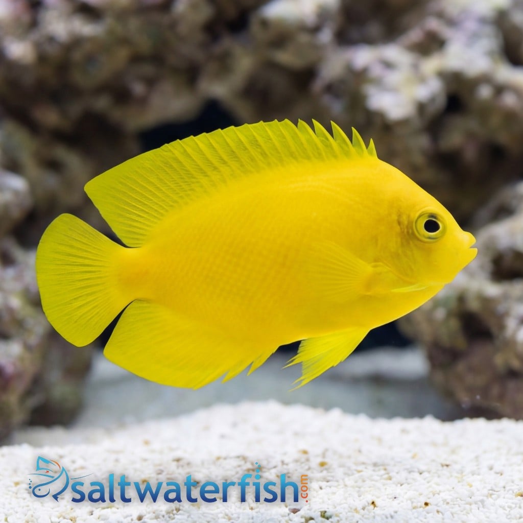 Yellow Angelfish