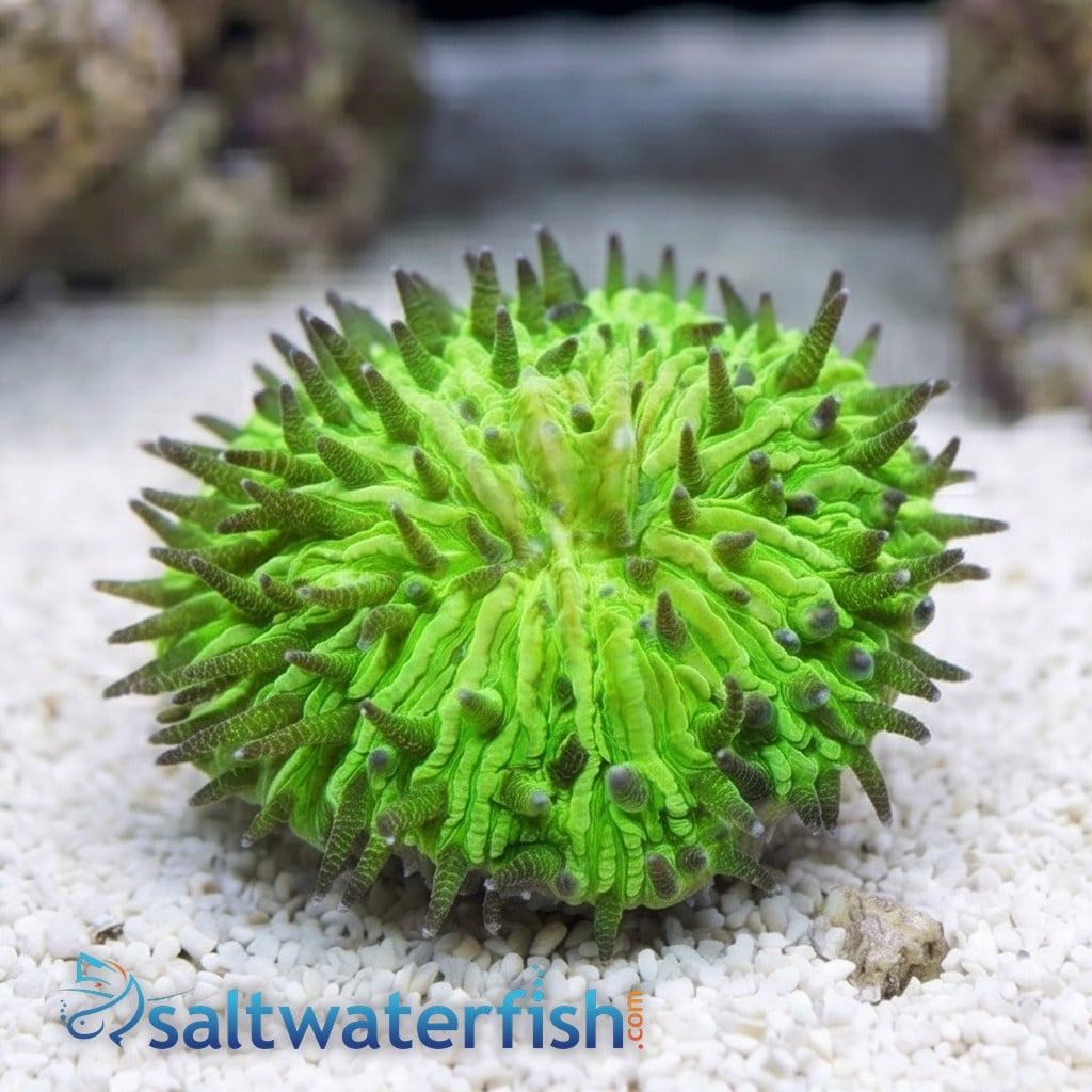 Fungia Plate Coral: Neon Green