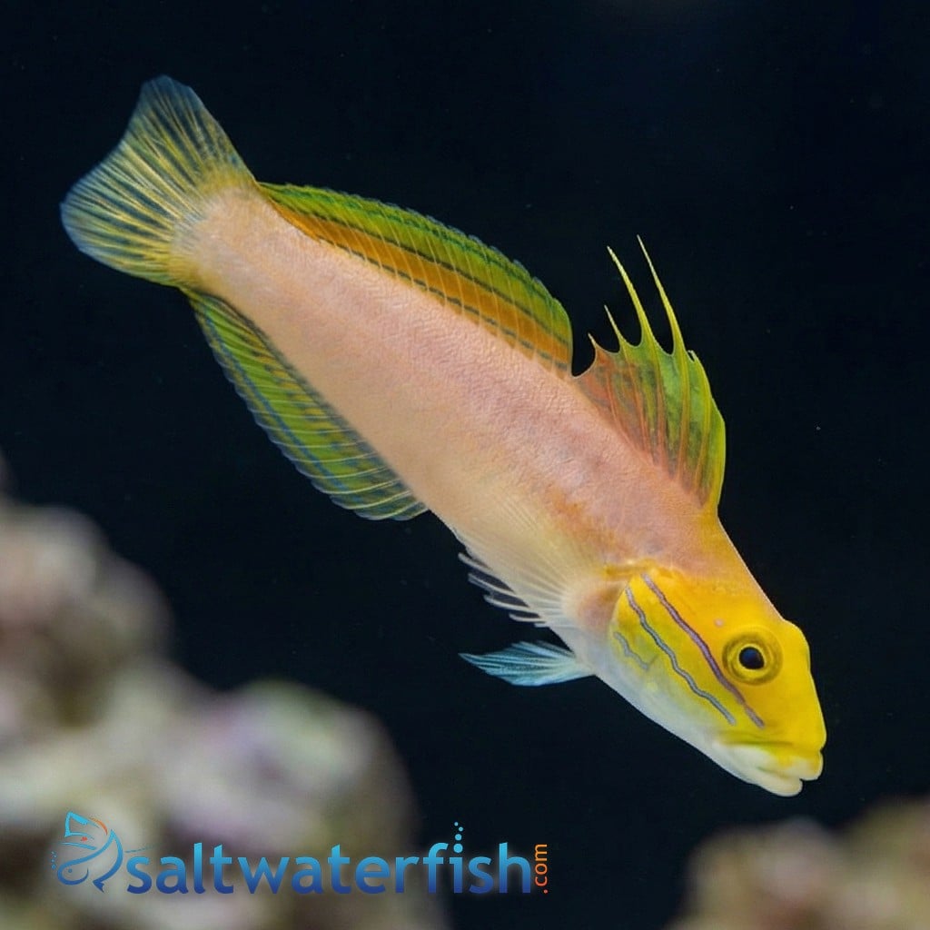 Bella Goby