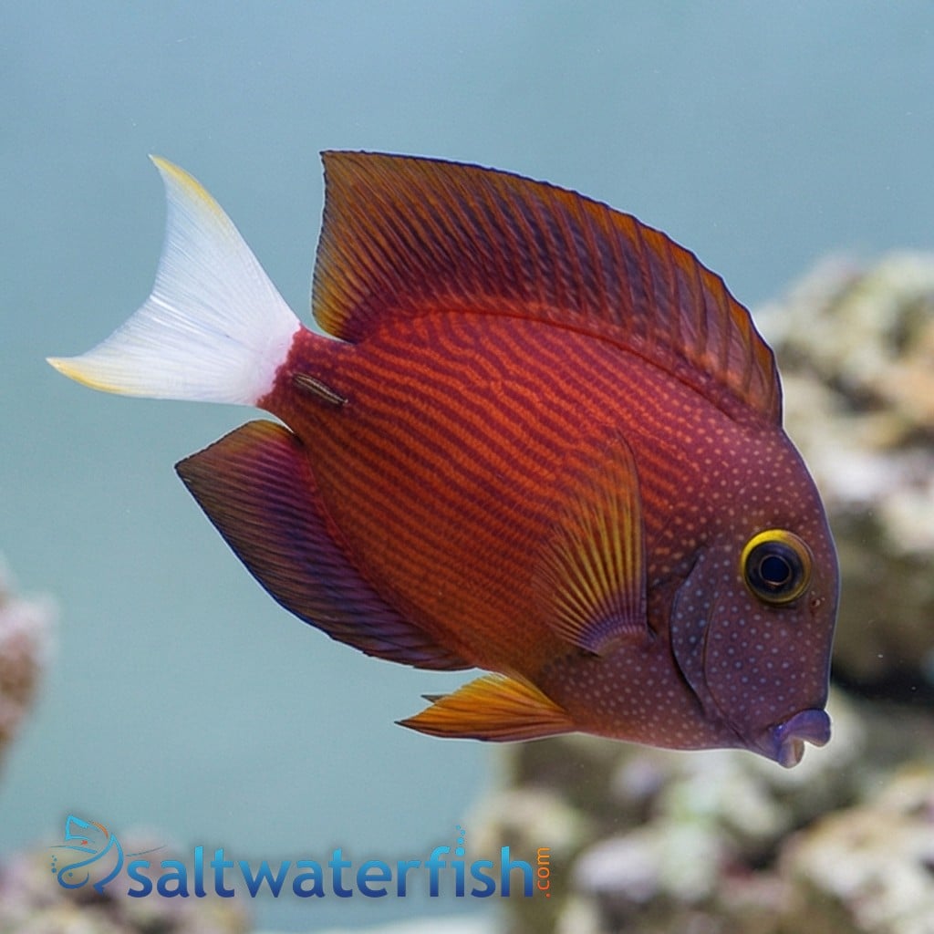 White Tail Yellow Eye Tang