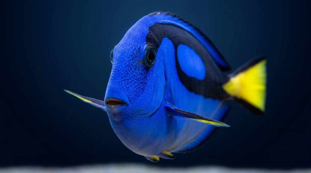 Blue Hippo Tang featured specimen