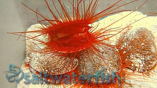 Electric Flame Scallop