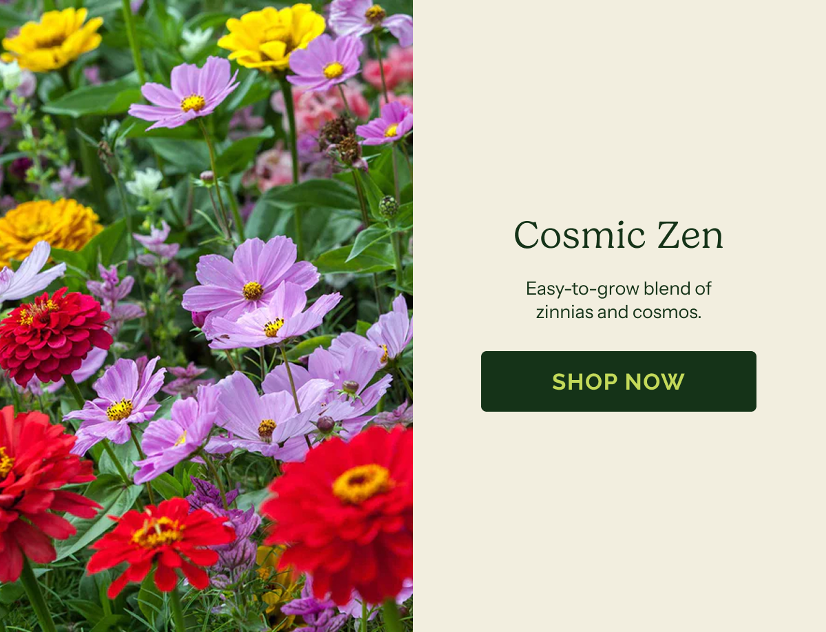 Cosmic Zen – Easy-to-grow blend of  zinnias and cosmos. SHOP NOW