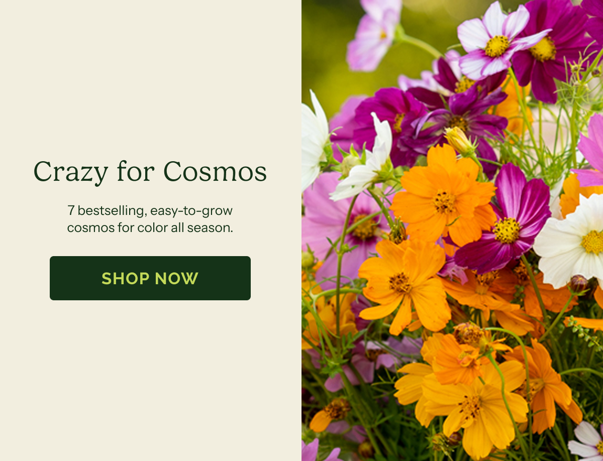 Crazy for Cosmos – 7 bestselling, easy-to-grow  cosmos for color all season. SHOP NOW