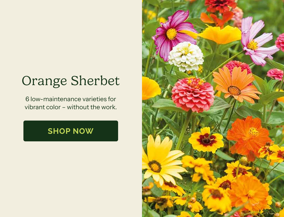 Orange Sherbet – 6 low-maintenance varieties for vibrant color – without the work. SHOP NOW