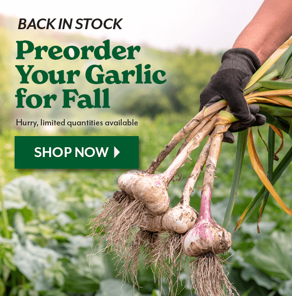 Preorder Your Garlic for Fall