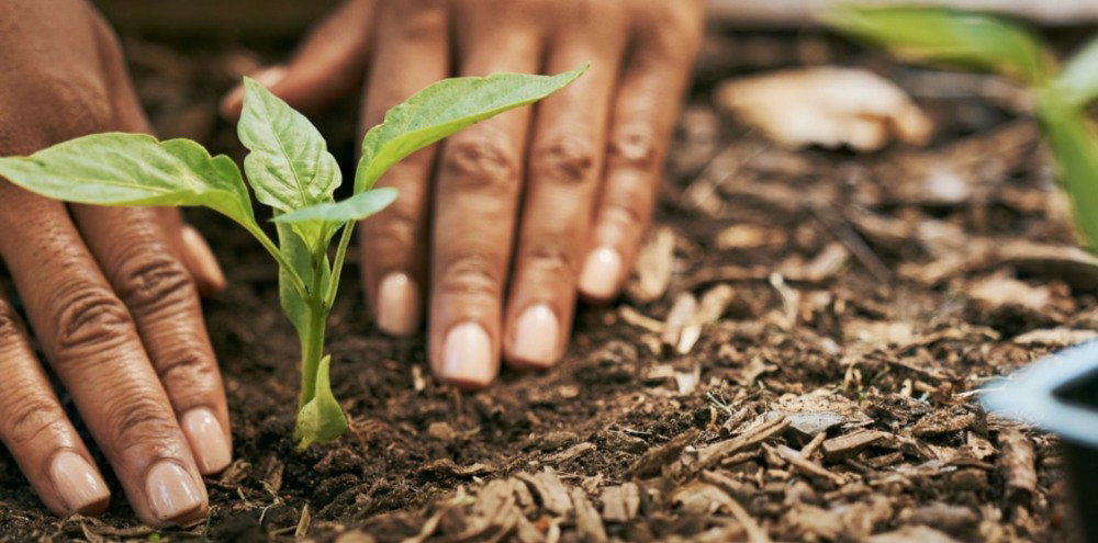 Hands planting a young seedling in healthy soil as part of a community food garden