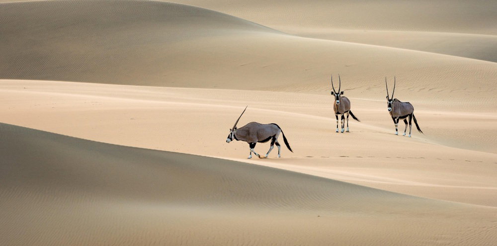 Three gemsbok crossing the rolling sand dunes of Namibia's desert