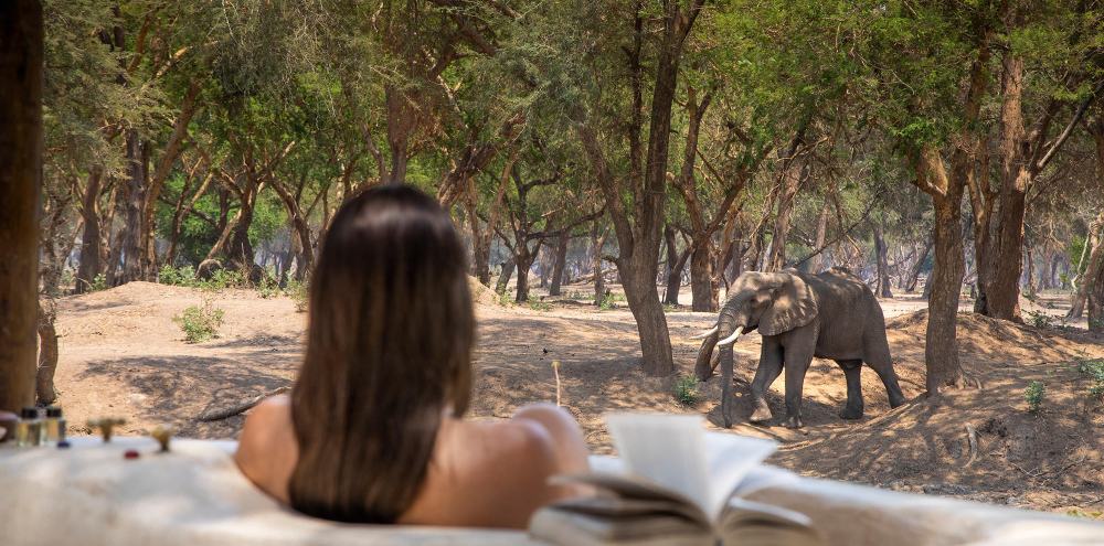 Elephant walking past a safari camp while a guest enjoys the view