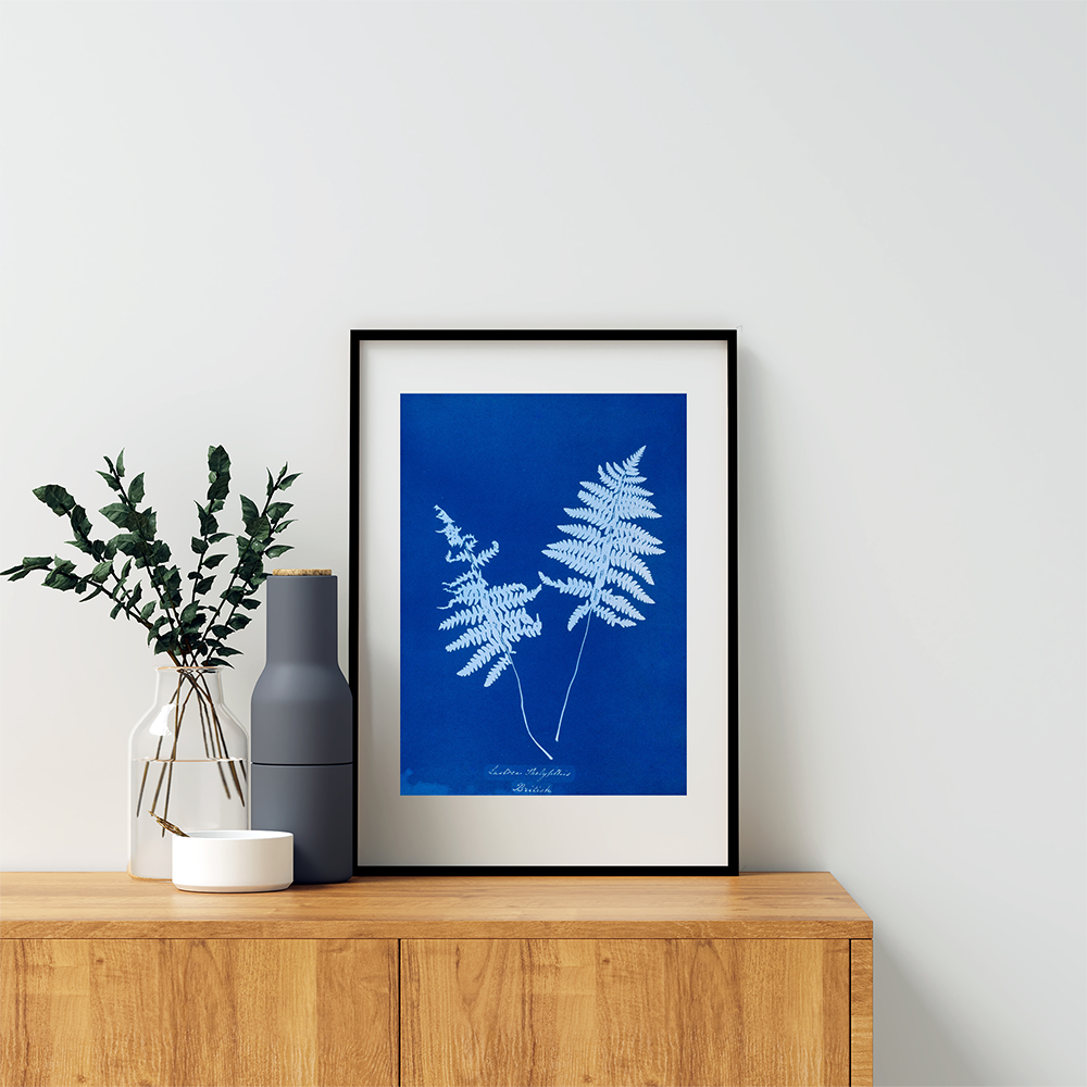 Cyanotype of a fern