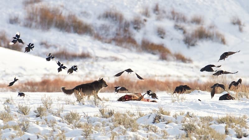 Can Large Carnivores Control CWD?