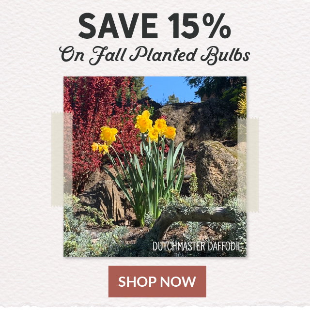 Save 15% on fall-planted bulbs