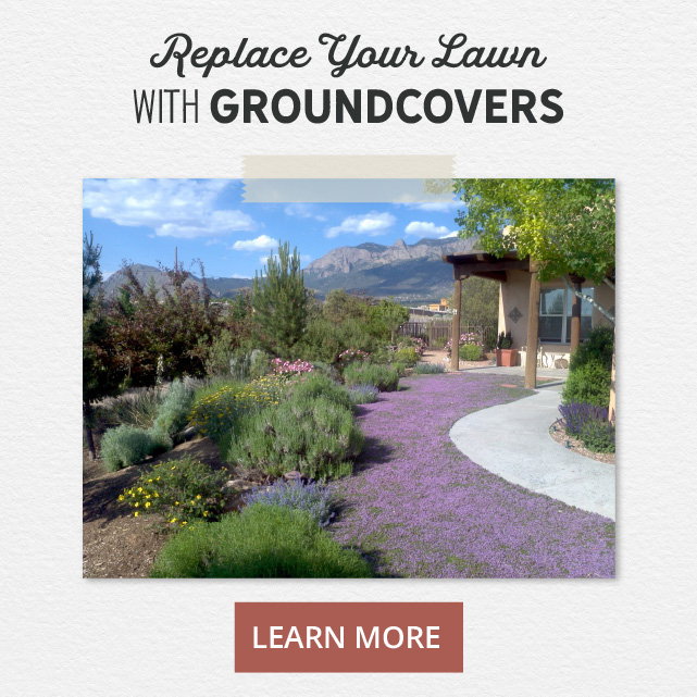 Replace your lawn with groundcovers