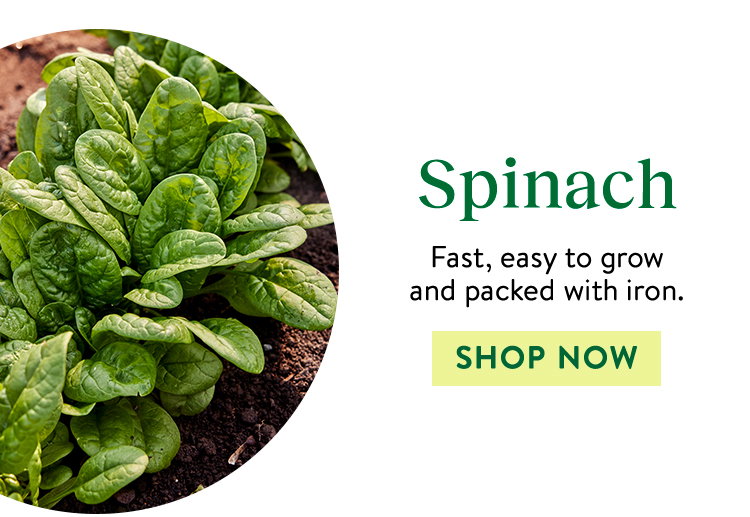 Spinach Seeds