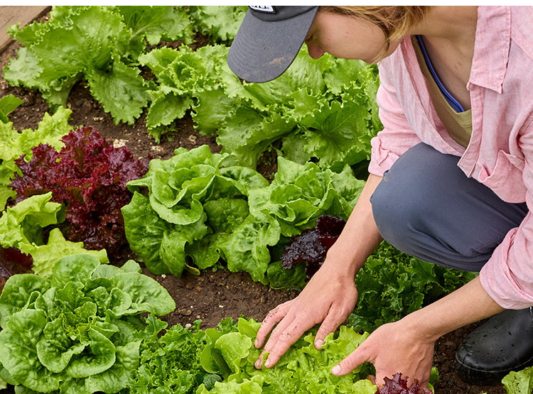 Lettuce Seeds
