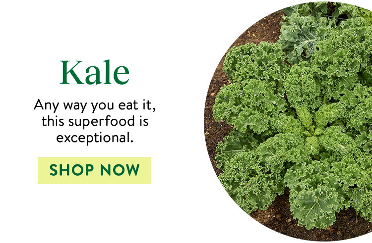 Kale Seeds