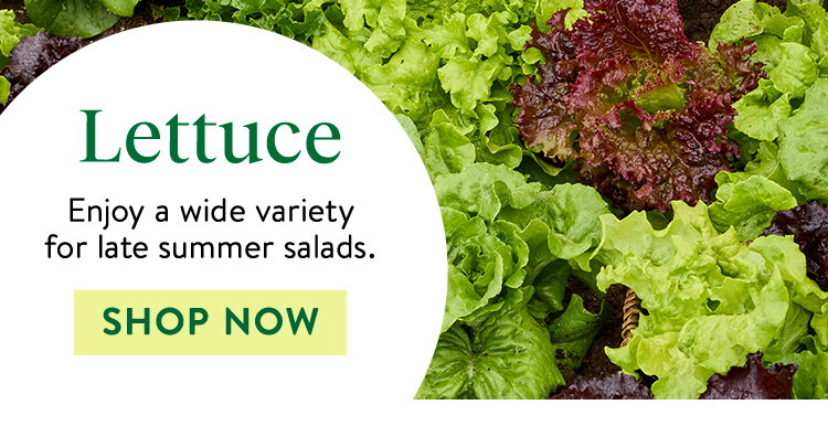 Lettuce Seeds