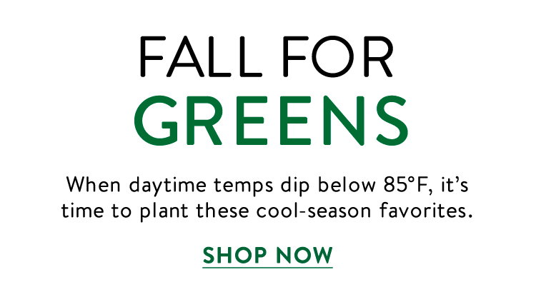 Salad Greens Seeds