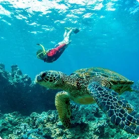 Snorkeler swimming with a sea turtle over a coral reef in Maui.
