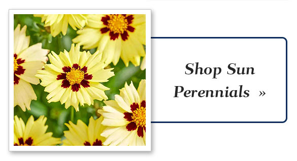 Shop Grasses 