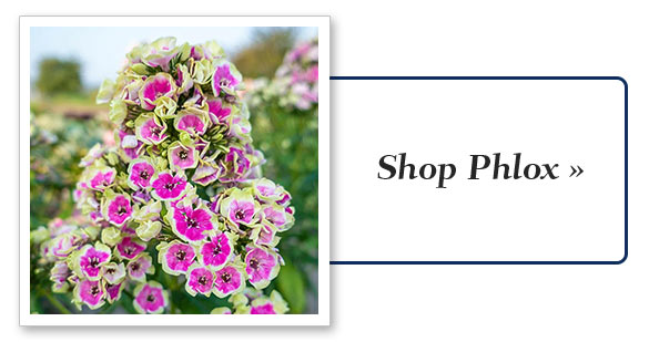 Shop Grasses