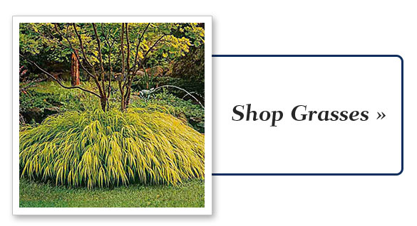 Shop Grasses