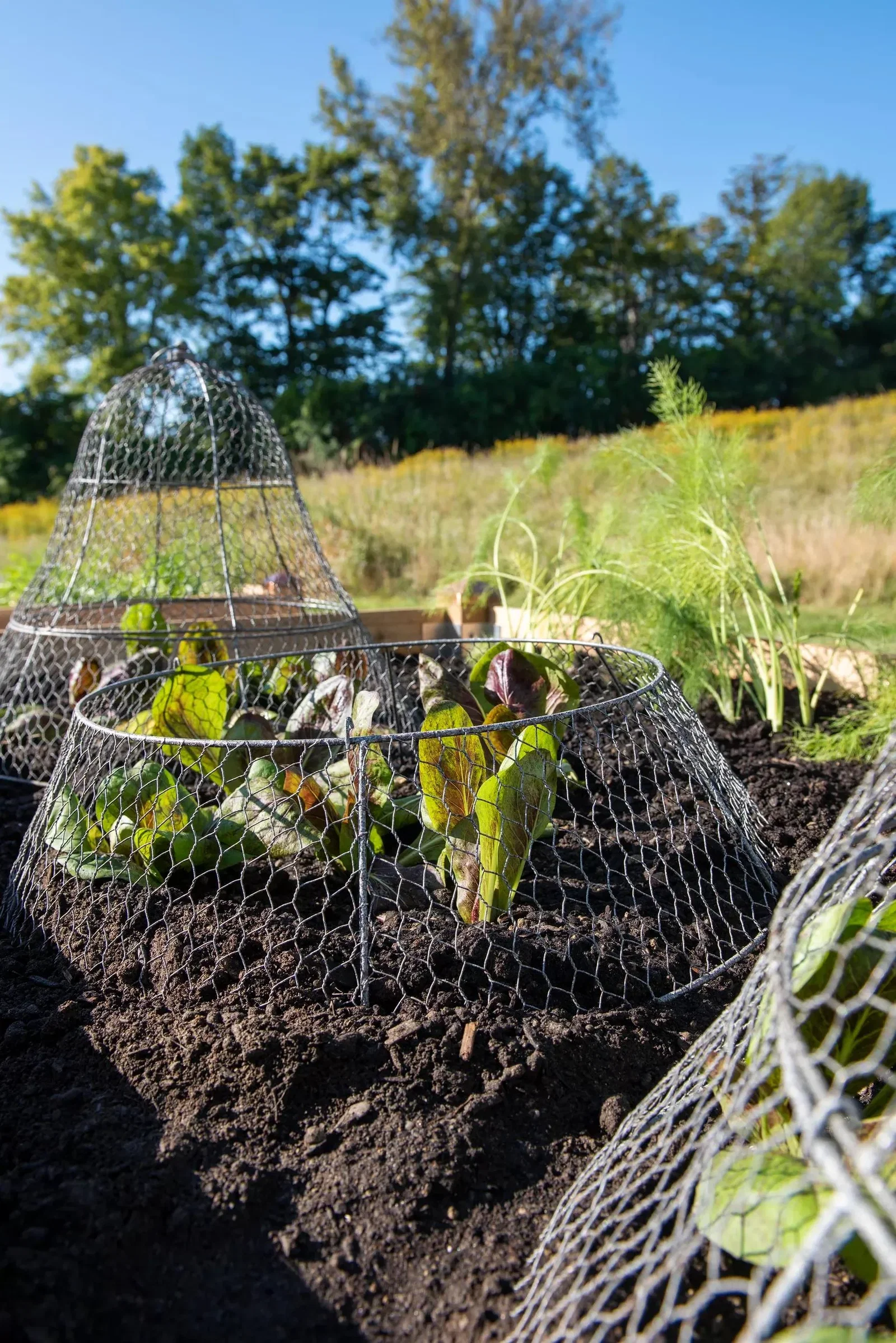 Image of Chicken Wire Cloche Extension