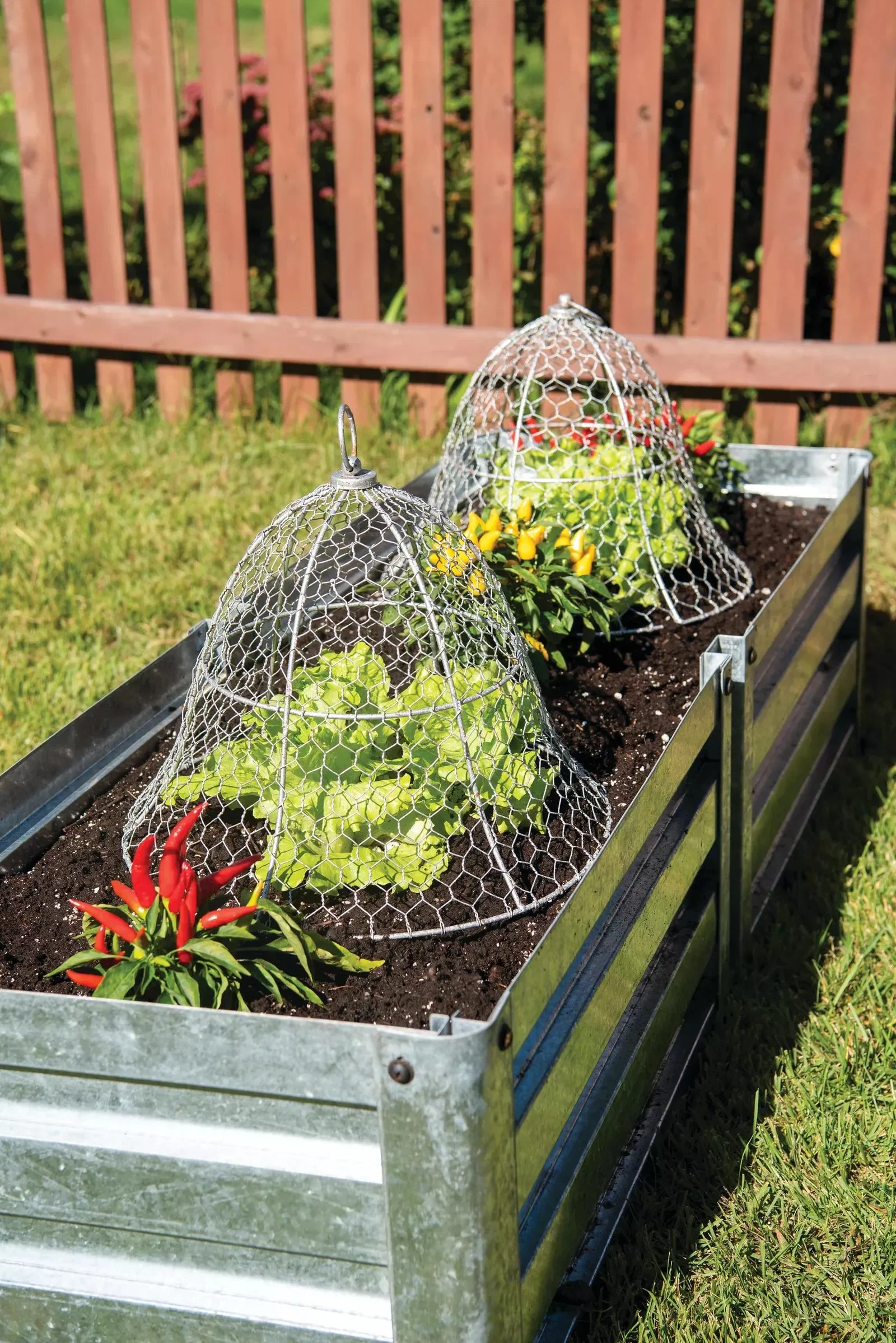 Image of Chicken Wire Cloche