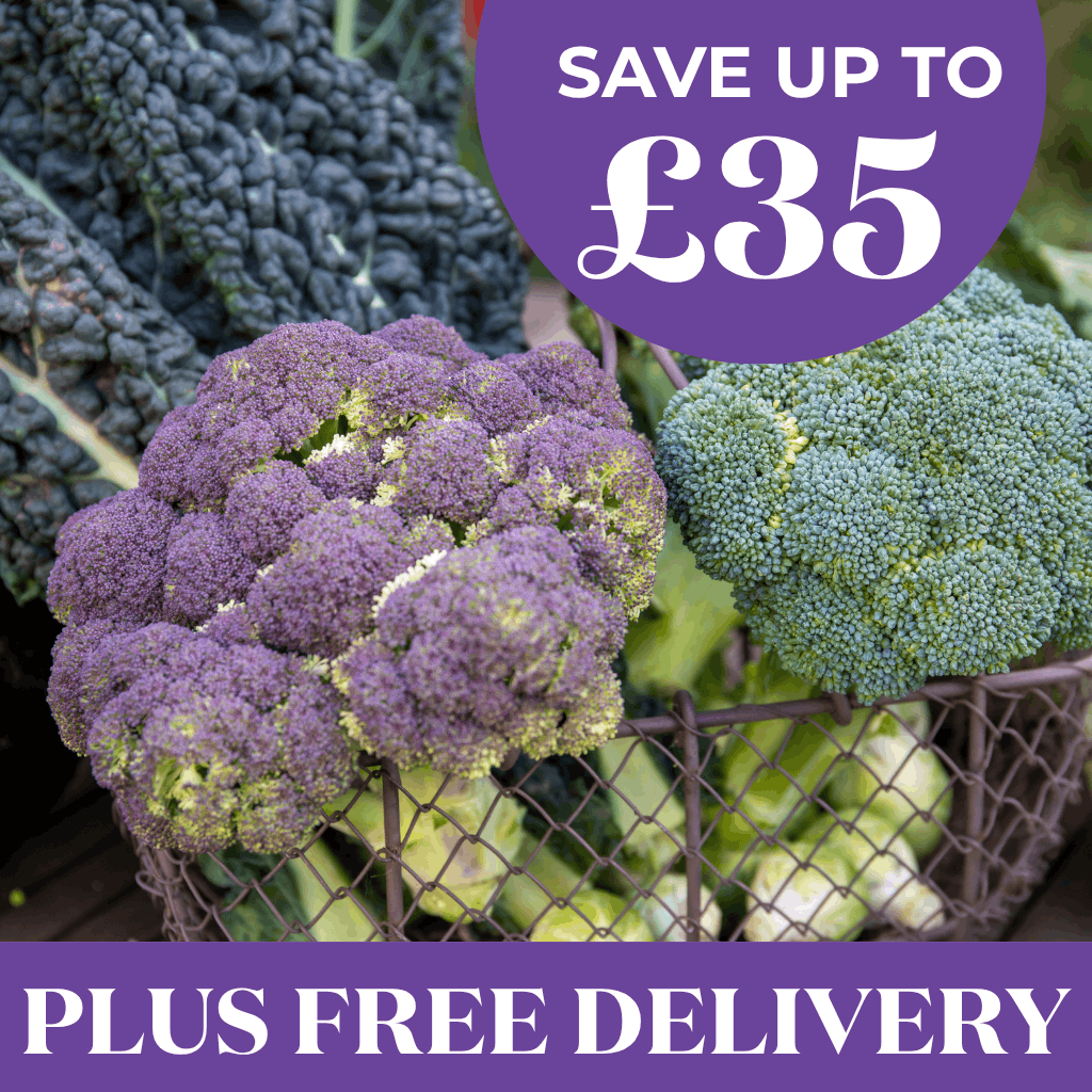 Less Than 34p Per Plant + Free Delivery