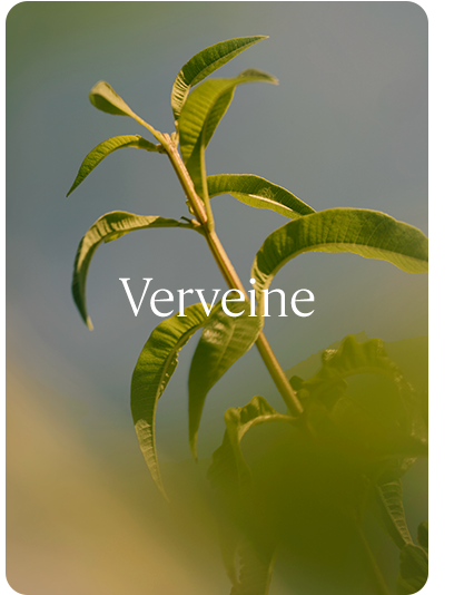 Verveine