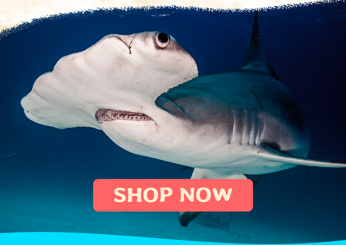 The Shark Month merch drop is live and the limited edition Shark Species t-shirt is the perfect way to celebrate every species Fahlo has tracked. Shop now before this limited time drop swims away.